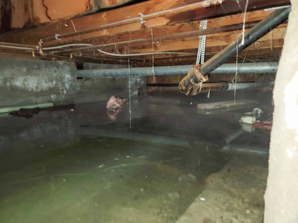 Best Basement water damage restoration  in Seminole, FL