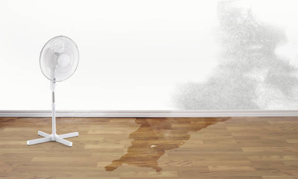 Best Flood restoration services  in Seminole, FL