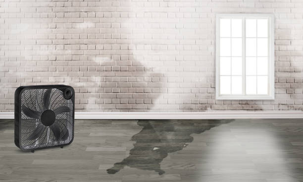 Best Emergency water damage restoration  in Seminole, FL